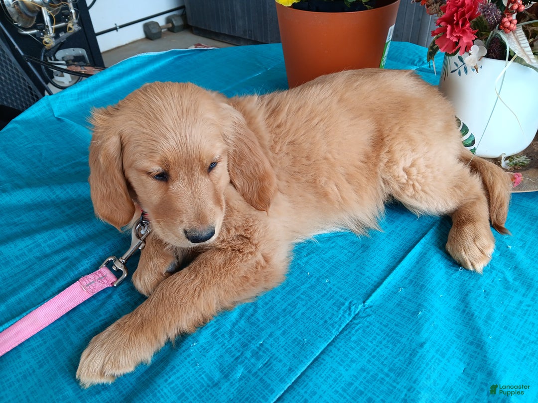 Golden Retriever dogs for sale: Sport - Ad 13