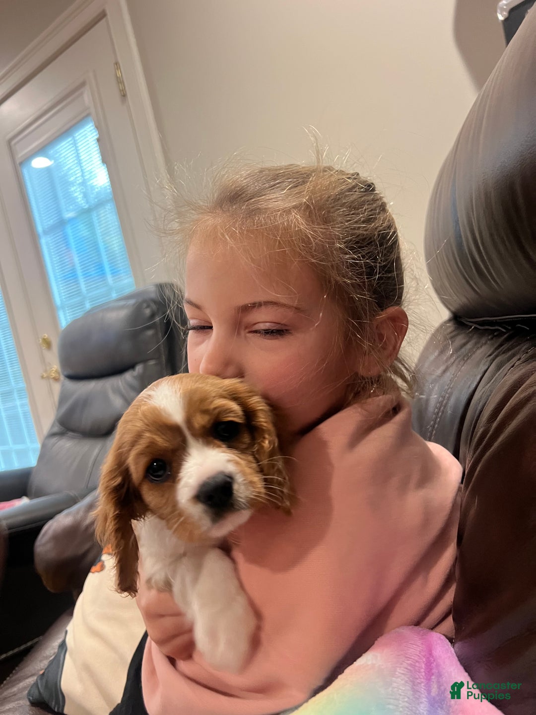 Cavalier King Charles Spaniel dogs for sale: Blenhiem boy - Ad 1
