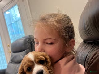 Cavalier King Charles Spaniel dogs Blenhiem boy - Ad 12