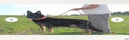 German Shepherd dogs for sale: Behr  - Ad 6