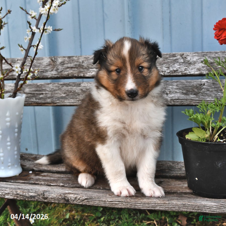 Shetland Sheepdog dogs Billy - Ad 2