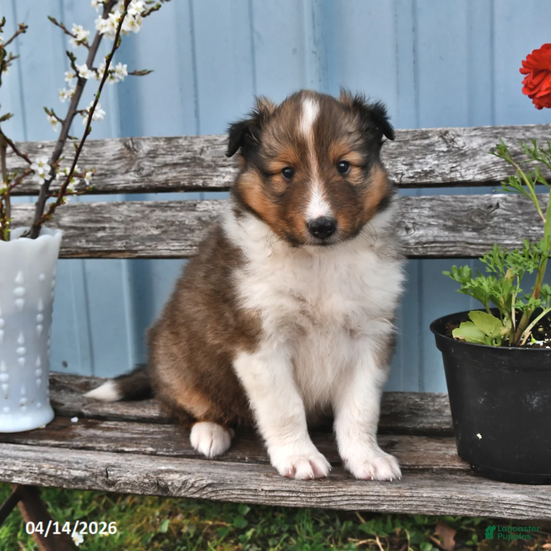 Shetland Sheepdog dogs for sale: Billy - Ad 2
