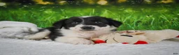 Border Collie dogs for sale: Jackson - Ad 5
