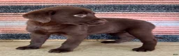 Labrador Retriever dogs for sale: Cloe  - Ad 7