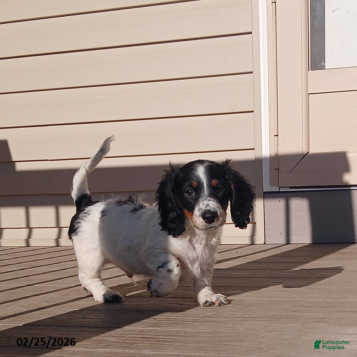 Miniature Dachshund dogs Cupid - Ad 1