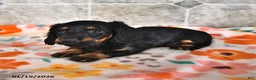 Miniature Dachshund dogs for sale: Rex - Ad 2