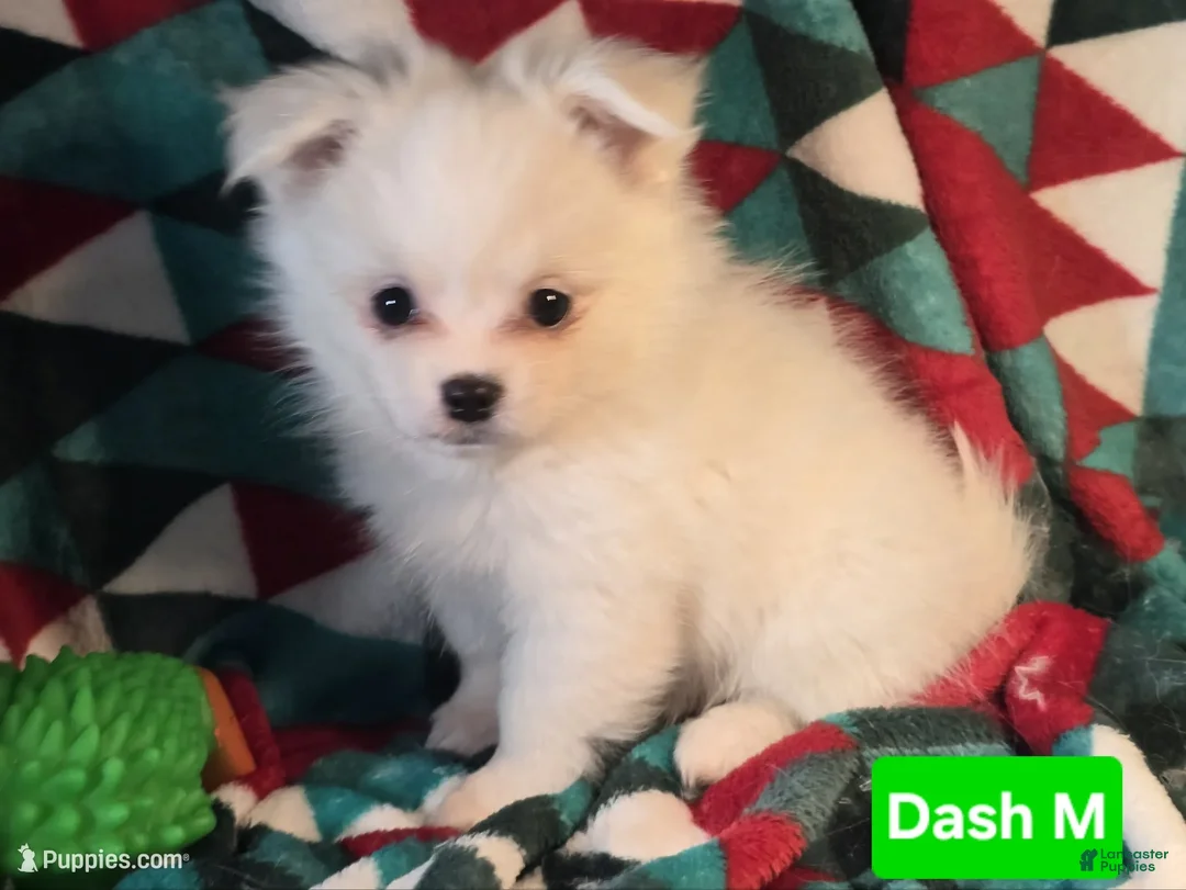 Mixed Breed dogs for sale: Dashing (Pom + Peke) - Ad 1