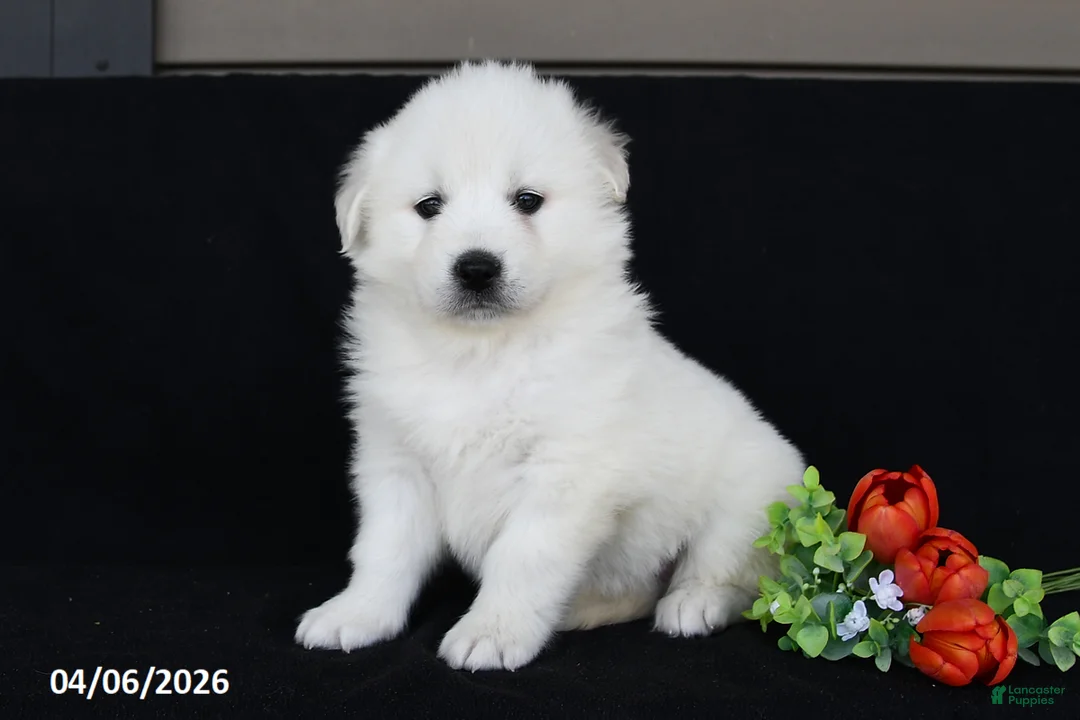 Golden Retriever dogs for sale: Violet - Ad 1