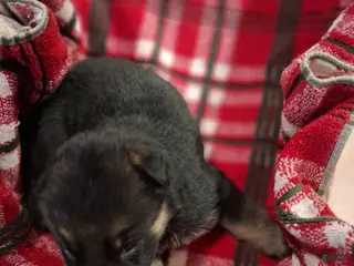 German Shepherd dogs Girl 2 - Ad 30