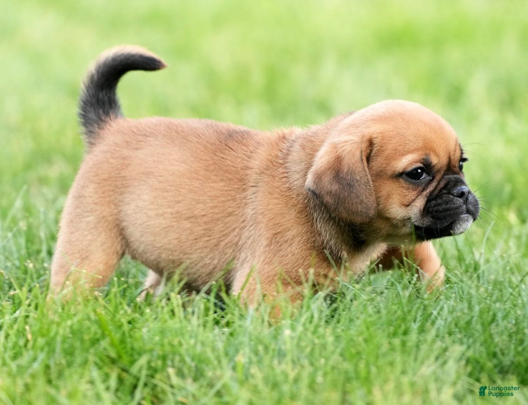Puggle dogs for sale: Morgan - Ad 2