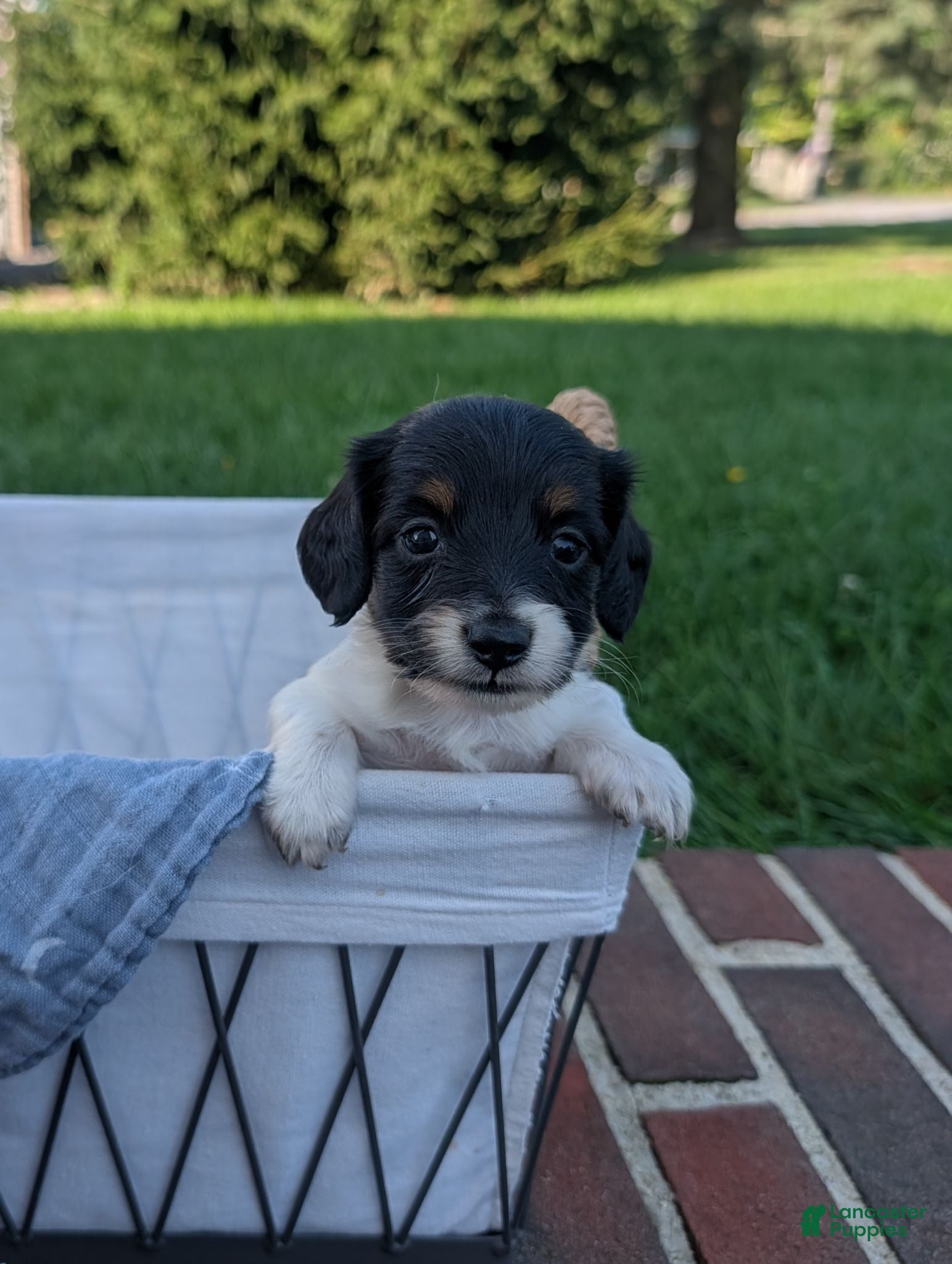 Miniature Dachshund dogs Pepper - Ad 2