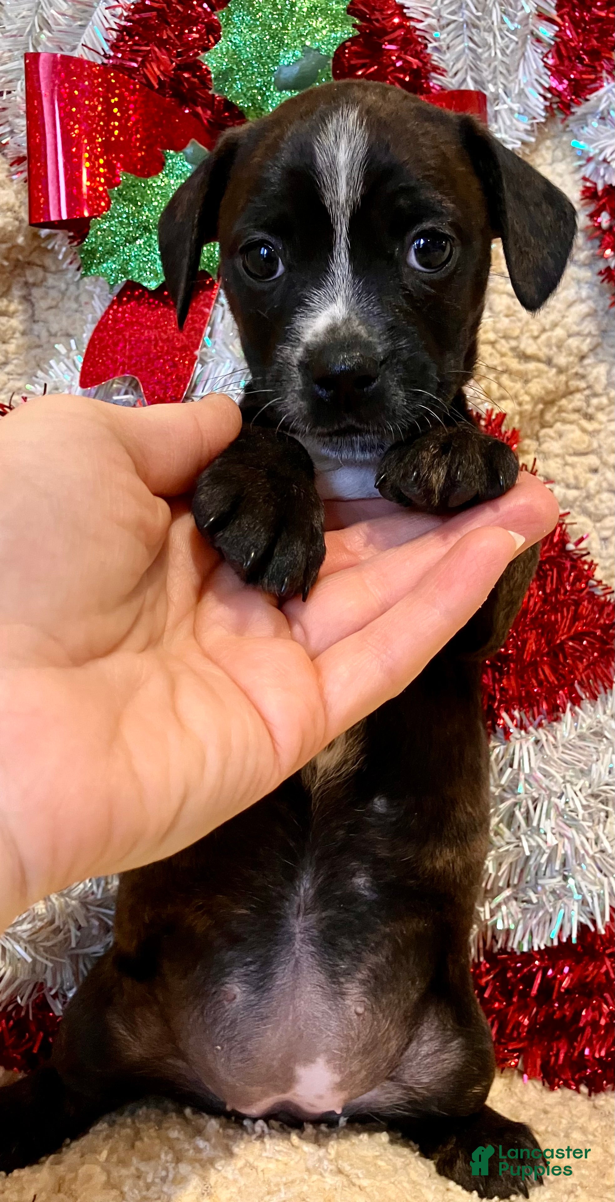 Mixed Breed dogs Racheal of Greenwood - Ad 15