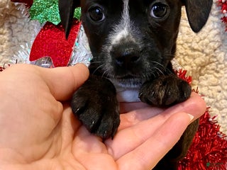 Mixed Breed dogs Racheal of Greenwood - Ad 15