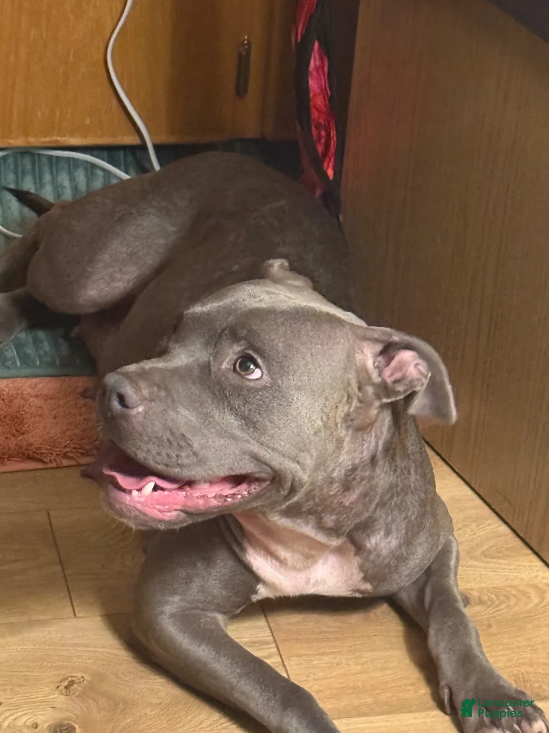 Mixed Breed dogs for sale: Mixed Breed 3 - Ad 2