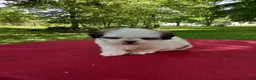 Shih Tzu dogs for sale: Buddy - Ad 2