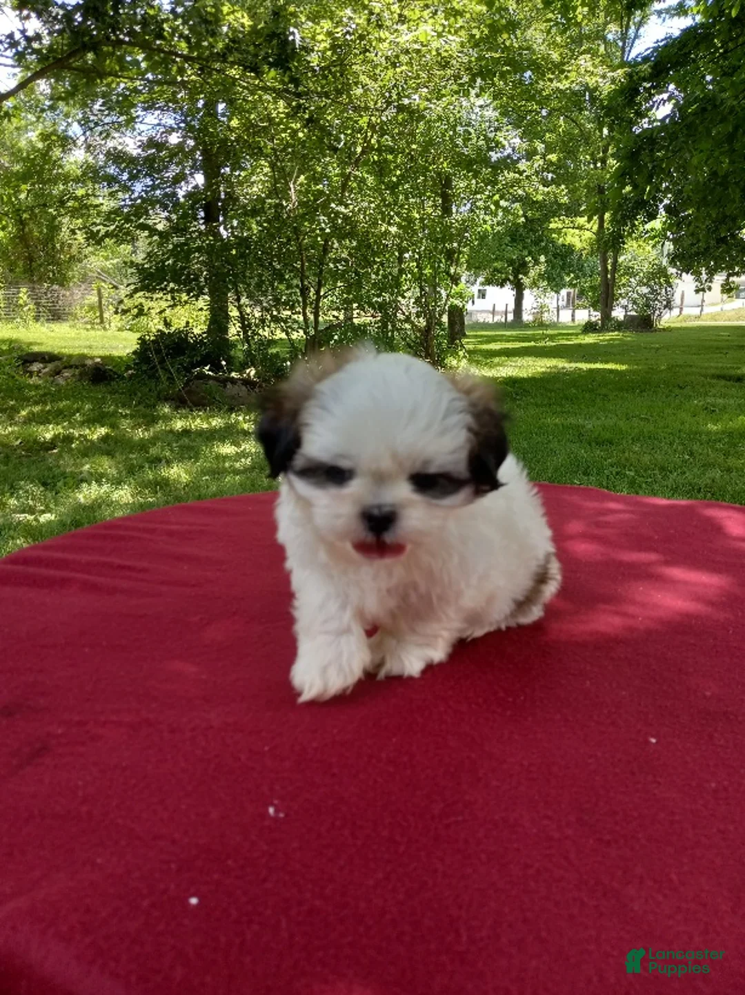 Shih Tzu dogs for sale: Buddy - Ad 2