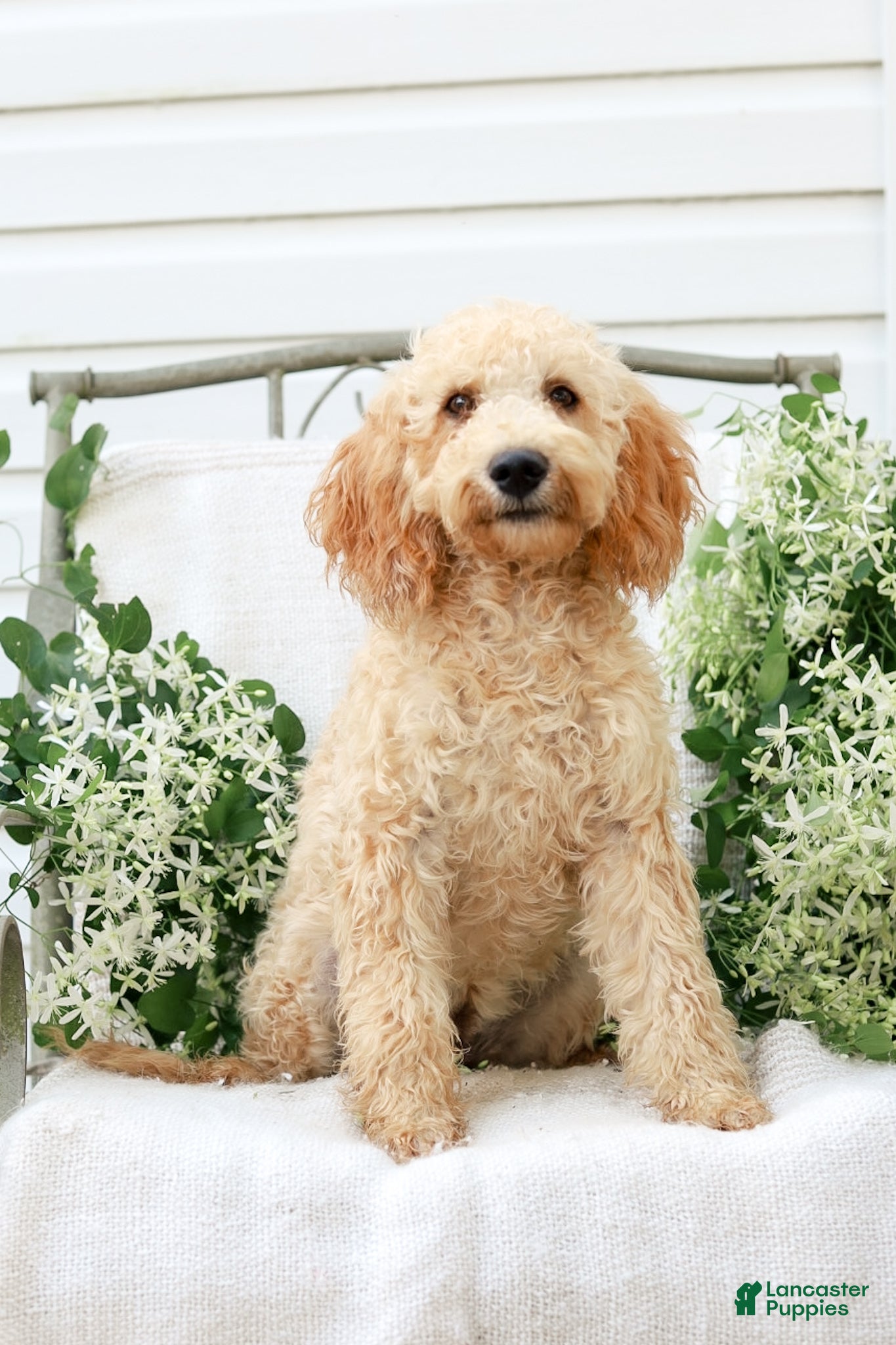 Goldendoodle dogs Mackenzie - Ad 1