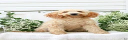 Goldendoodle dogs for sale: Mackenzie - Ad 6