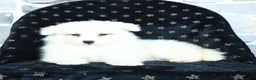 Samoyed dogs for sale: Krystal - Ad 1