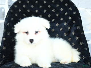 Samoyed dogs Krystal - Ad 6