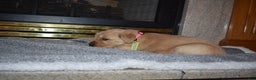Golden Retriever dogs for sale: Kinzie - Ad 2