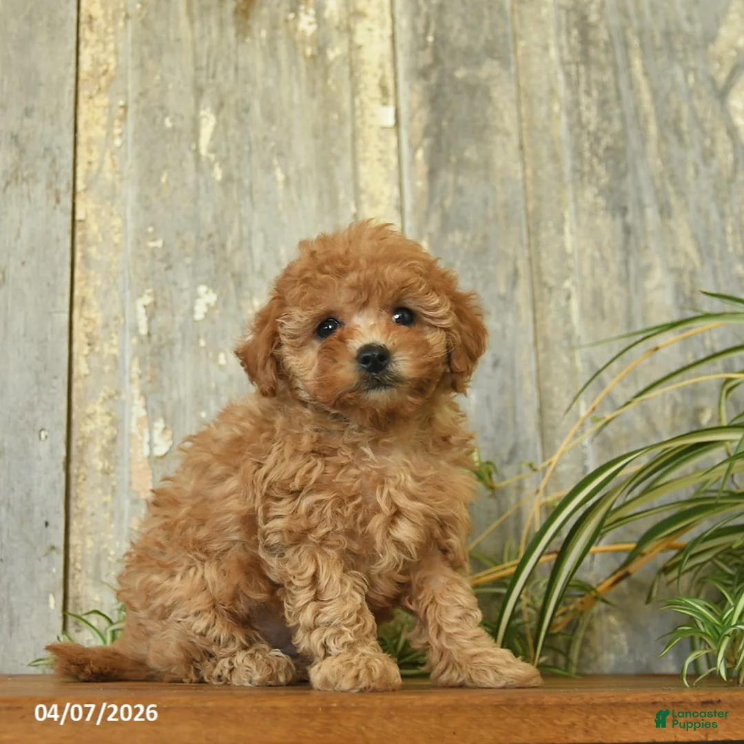 Maltipoo dogs for sale: Daisy  - Ad 1