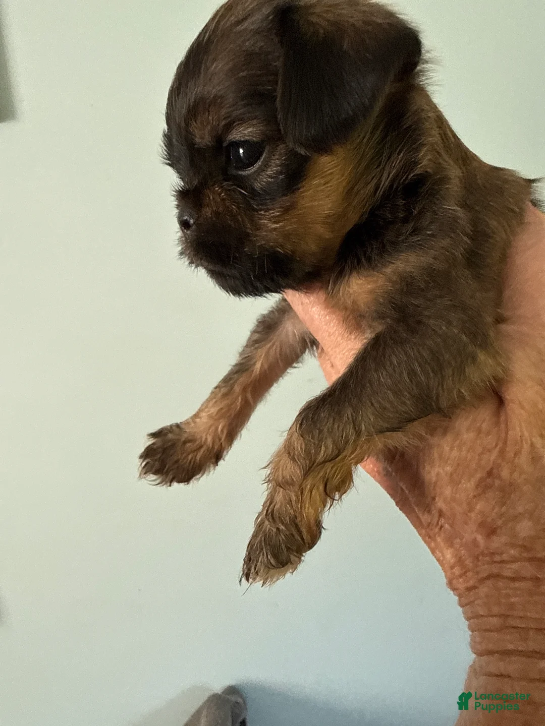Brussels Griffon dogs for sale: Faith - Ad 2