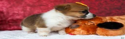 Welsh Corgi Pembroke dogs for sale: Ariel 💕 - Ad 11