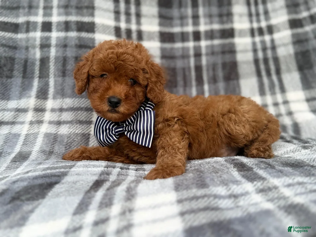 Cavapoo dogs for sale: Axel - Ad 2