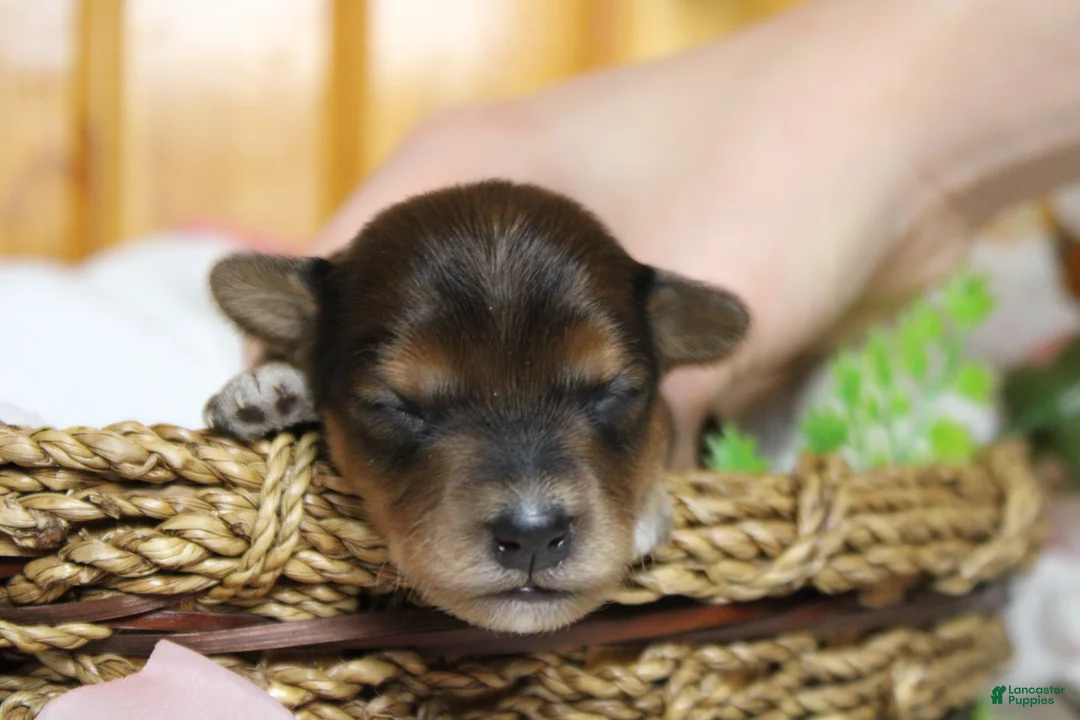 Yorkiepoo dogs for sale: Boris  - Ad 2