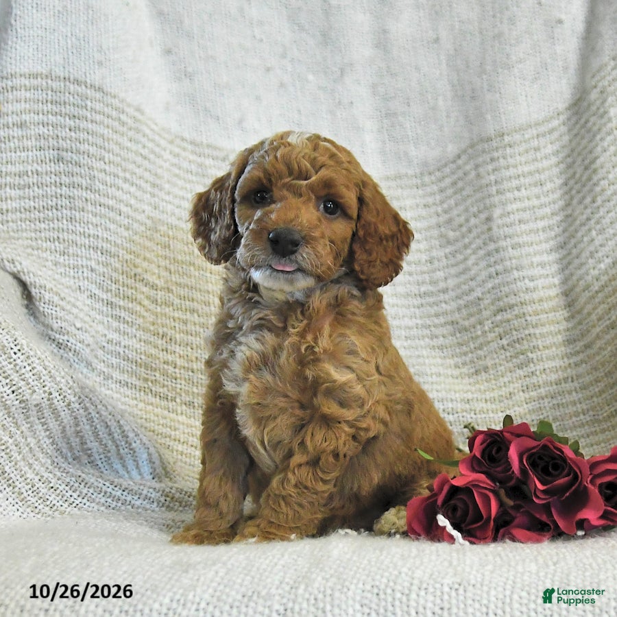 Cockapoo dogs for sale: Curtis - Ad 1