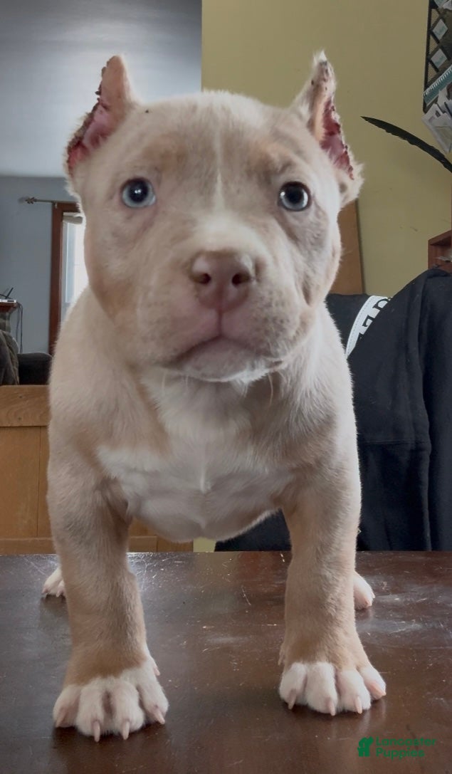 American Bully dogs Lilac Tri Merle Male  - Ad 2