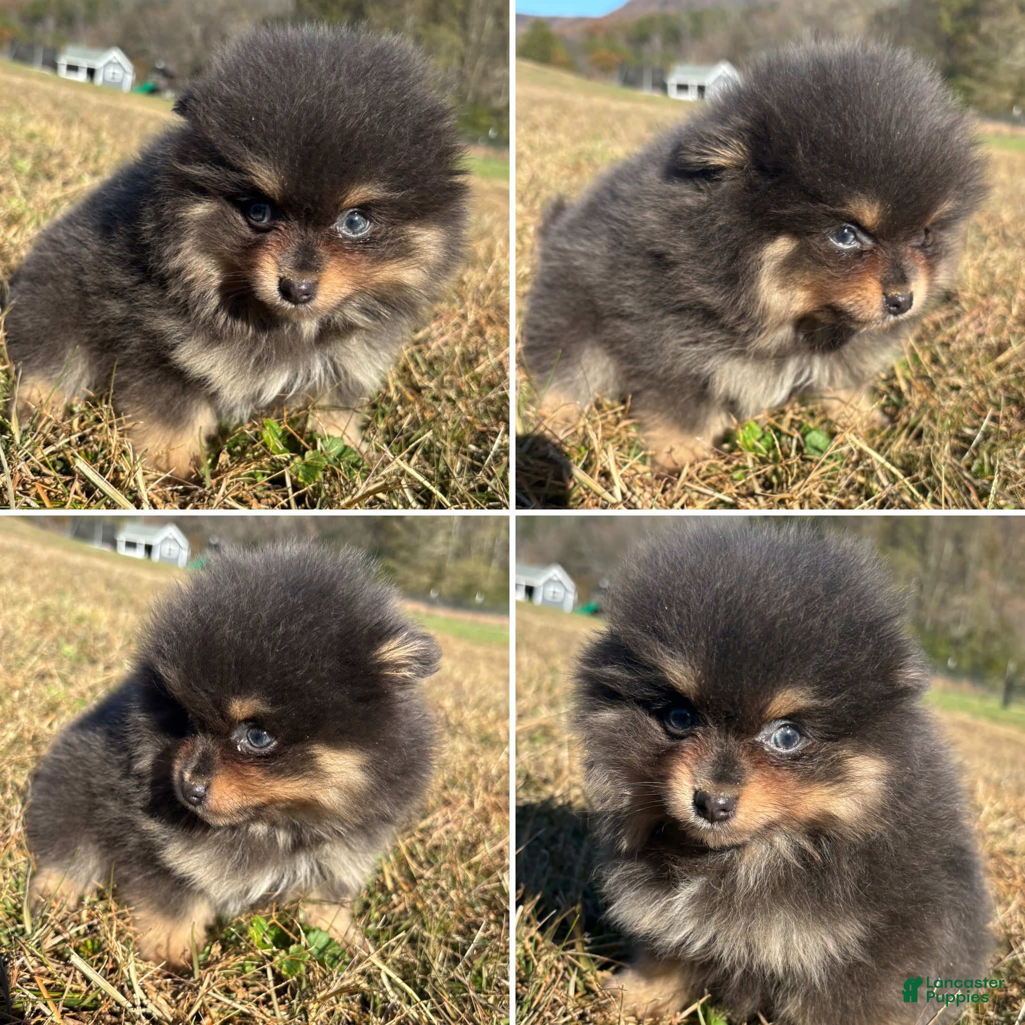 Pomeranian dogs Pomeranian Puppy 1 - Ad 7