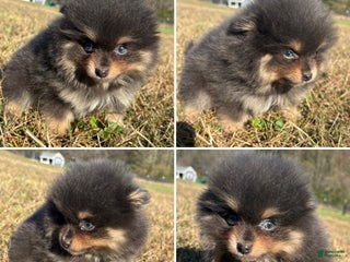 Pomeranian dogs Pomeranian Puppy 1 - Ad 2