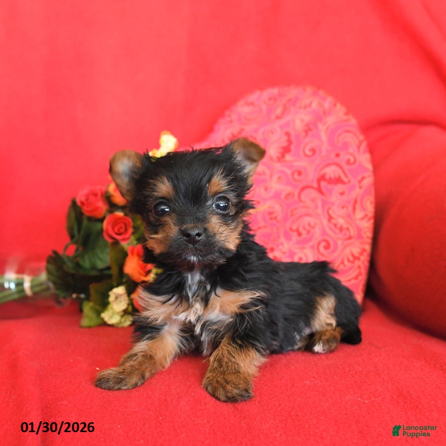 Yorkshire Terrier dogs Pogo - Ad 2