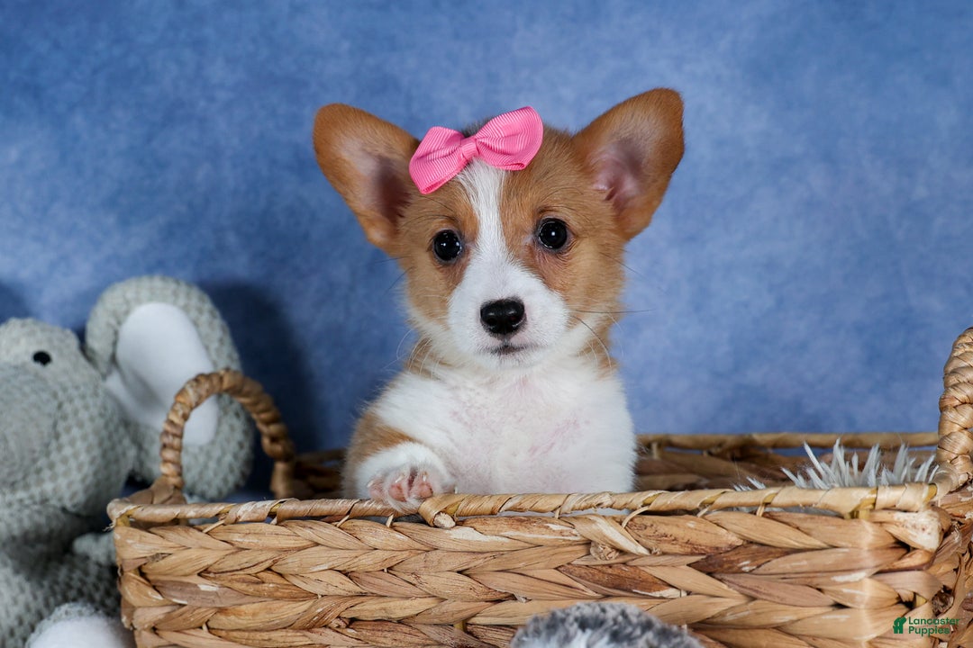 Welsh Corgi Pembroke dogs for sale: Lexi - Ad 6