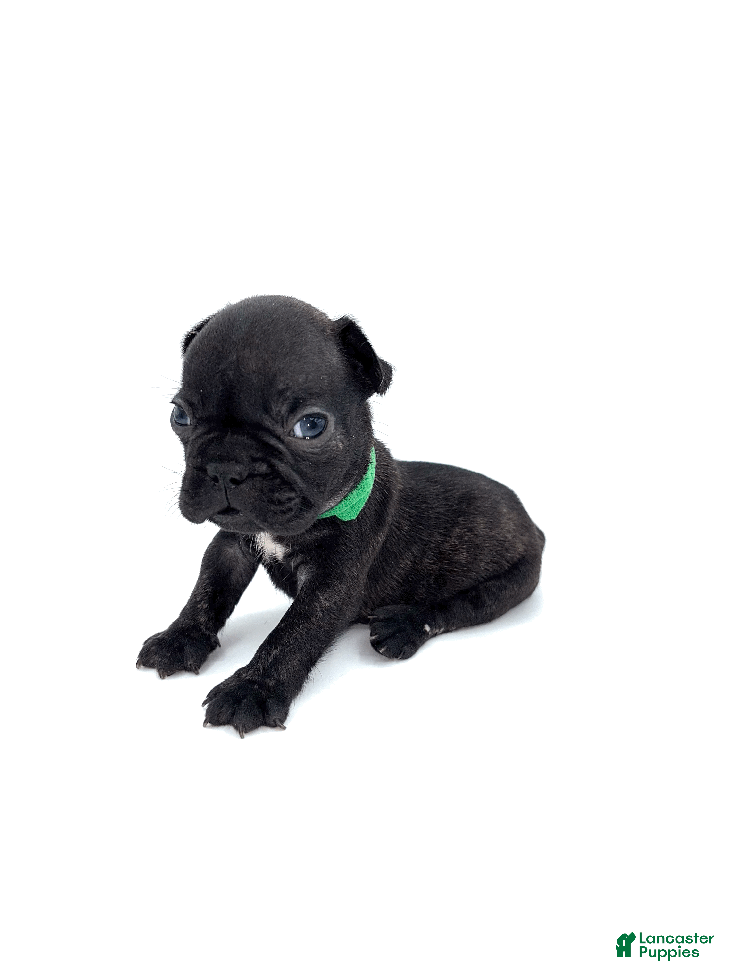 French Bulldog dogs French Bulldog Puppy 2 - Ad 14