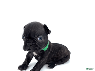 French Bulldog dogs French Bulldog Puppy 2 - Ad 26