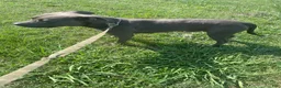 American Pit Bull Terrier dogs for sale: American Pit Bull Terrier 1 - Ad 2