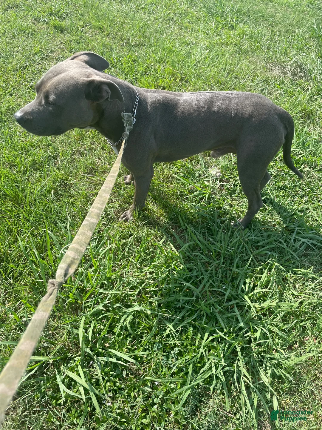 American Pit Bull Terrier dogs for sale: American Pit Bull Terrier 1 - Ad 2