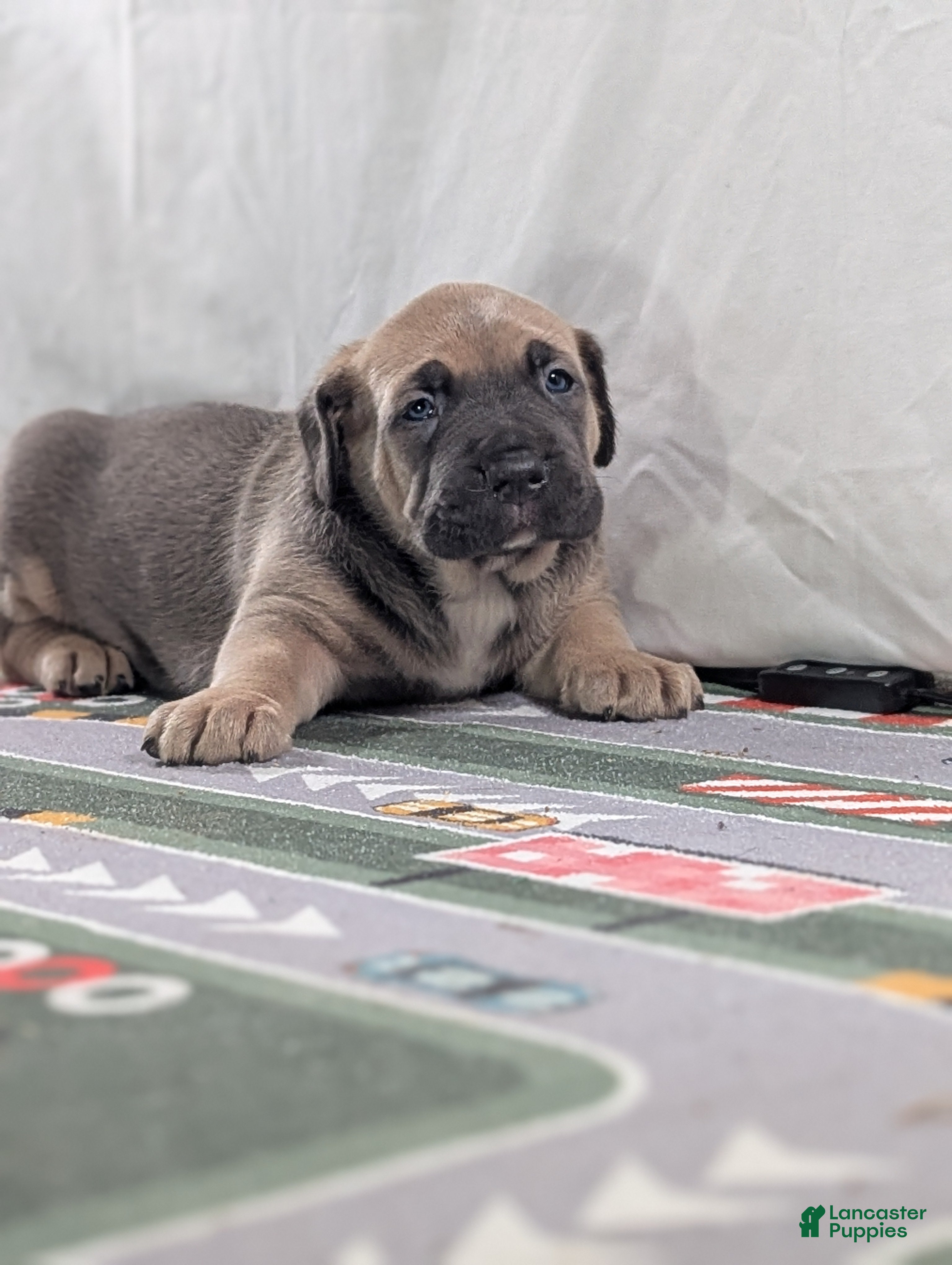 Cane Corso dogs for sale: Pluto  - Ad 7