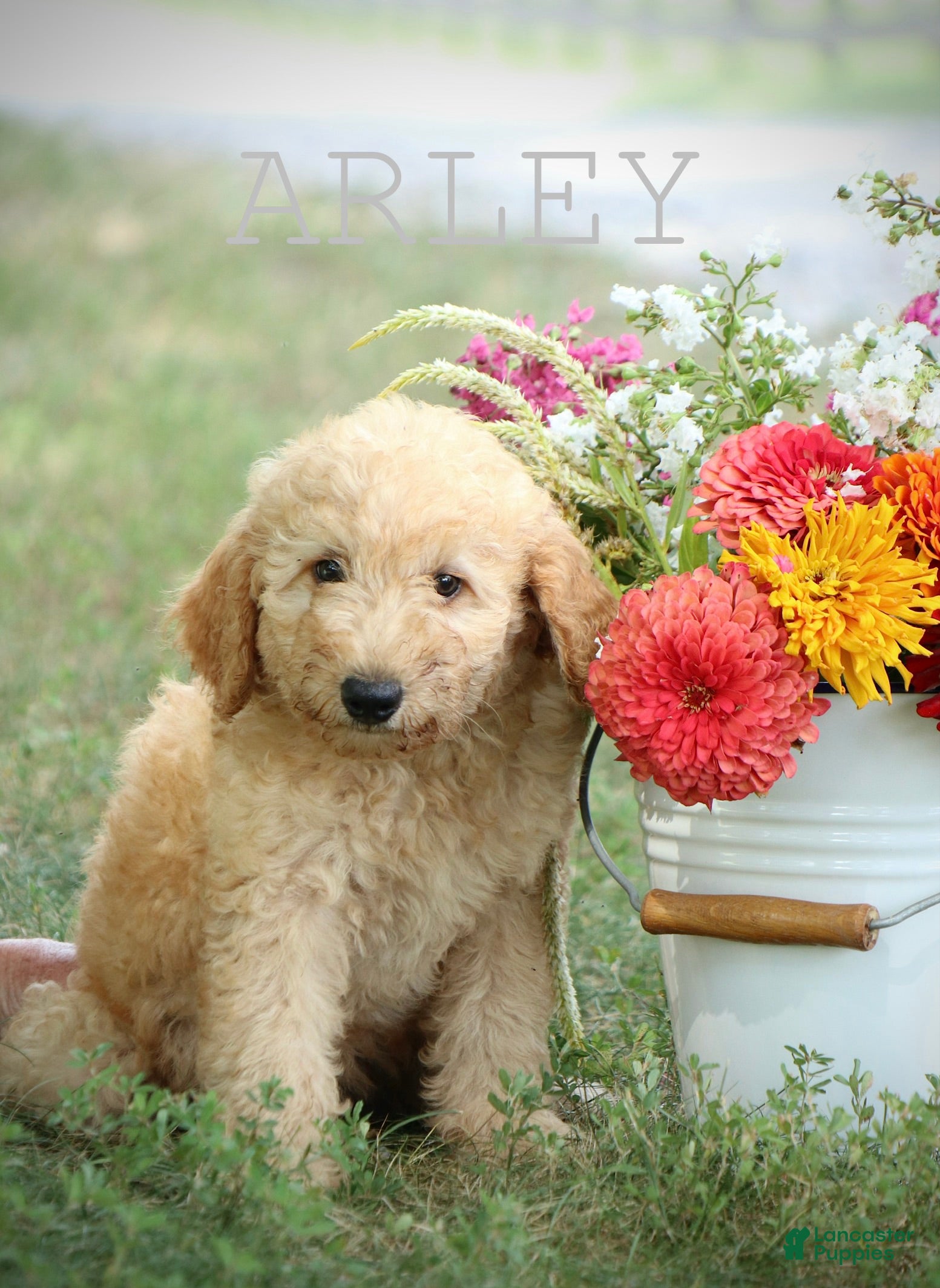 Mini Goldendoodle dogs Arley - Ad 1