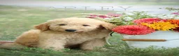 Mini Goldendoodle dogs for sale: Arley - Ad 1