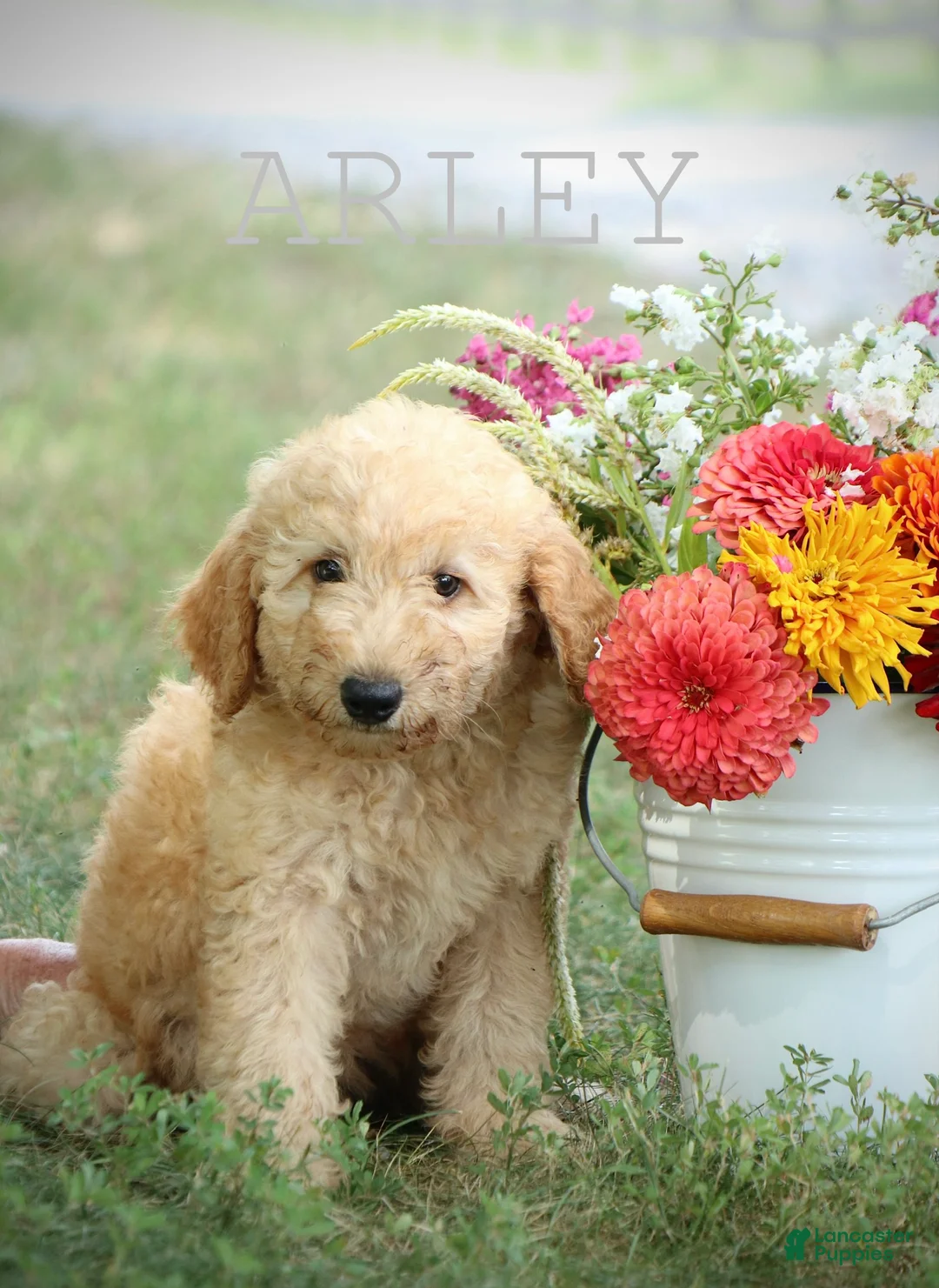 Mini Goldendoodle dogs for sale: Arley - Ad 1