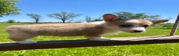 Welsh Corgi Pembroke dogs for sale: Molly - Ad 6