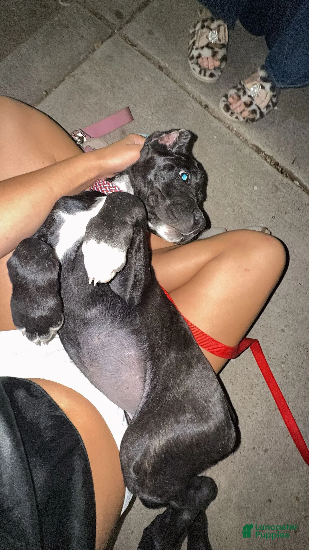 Cane Corso dogs for sale: Juice - Ad 2