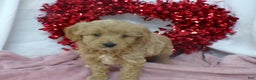 Goldendoodle dogs for sale: Bonnie - Ad 3