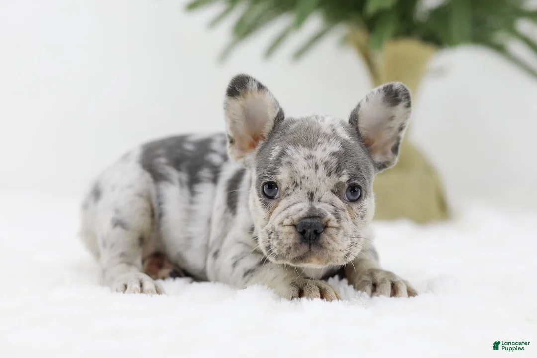 French Bulldog dogs for sale: Holly - Ad 2
