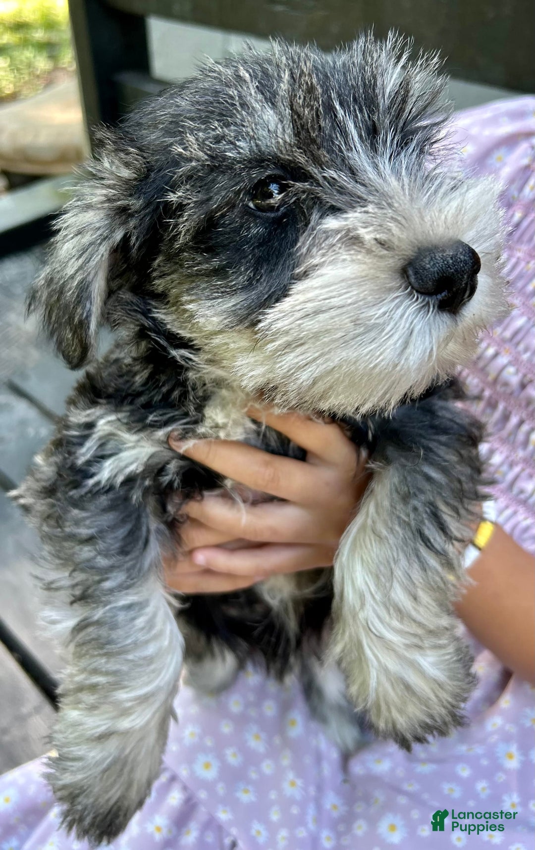 Miniature Schnauzer dogs for sale: Bernie - Ad 2