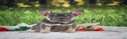 French Bulldog dogs for sale: Lucky - Ad 1